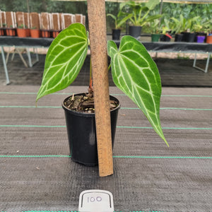#100 Anthurium Magnificum Hybrid x