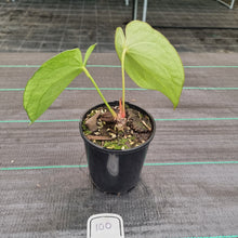 Load image into Gallery viewer, #100 Anthurium Magnificum Hybrid x
