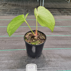 #100 Anthurium Magnificum Hybrid x