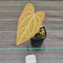 Load image into Gallery viewer, #103 Anthurium Magnificum Hybrid x