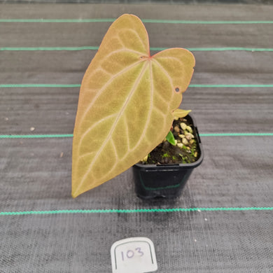 #103 Anthurium Magnificum Hybrid x