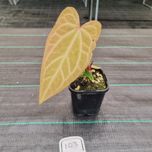 Load image into Gallery viewer, #103 Anthurium Magnificum Hybrid x