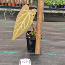 Load image into Gallery viewer, #103 Anthurium Magnificum Hybrid x