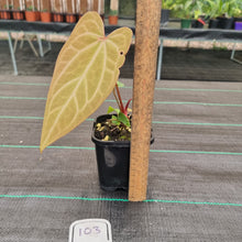 Load image into Gallery viewer, #103 Anthurium Magnificum Hybrid x