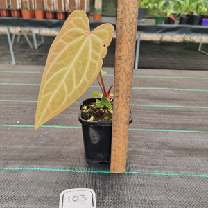 #103 Anthurium Magnificum Hybrid x