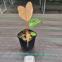 Load image into Gallery viewer, #103 Anthurium Magnificum Hybrid x