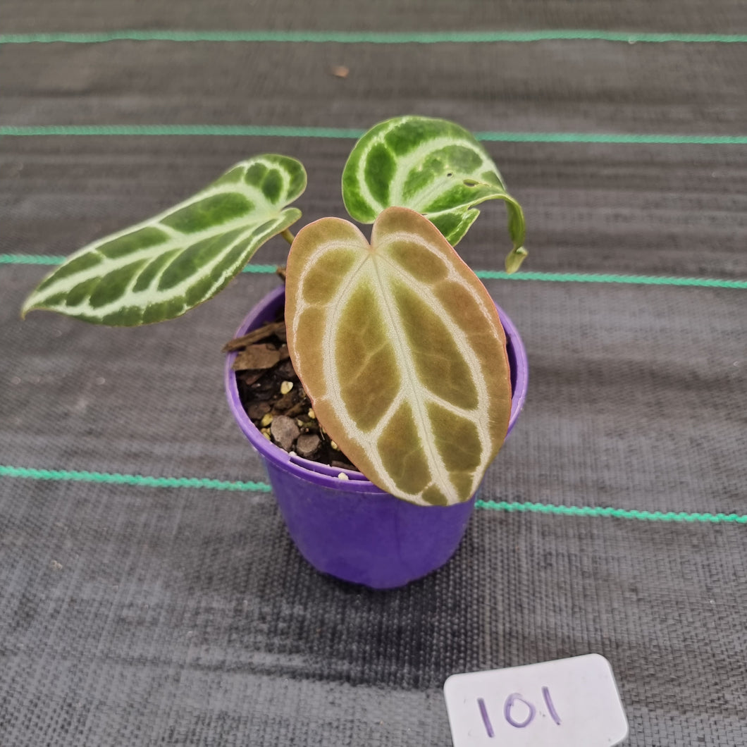 #101 Dark Anthurium Crystallinum x