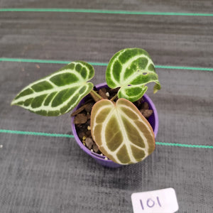 #101 Dark Anthurium Crystallinum x