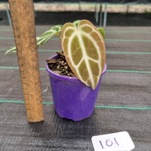Load image into Gallery viewer, #101 Dark Anthurium Crystallinum x