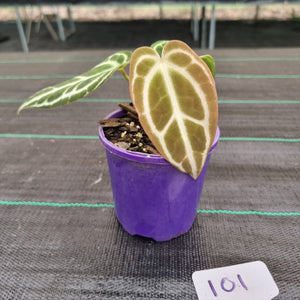 #101 Dark Anthurium Crystallinum x