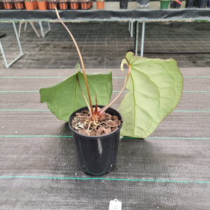 #18 Dark Anthurium Crystallinum x - Flowering Maturity