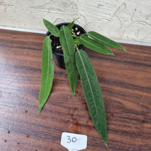 Load image into Gallery viewer, #30 Anthurium Pallidiflorum
