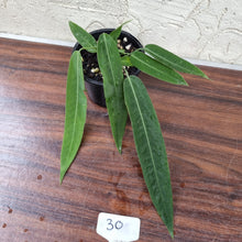 Load image into Gallery viewer, #30 Anthurium Pallidiflorum