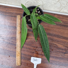 Load image into Gallery viewer, #30 Anthurium Pallidiflorum