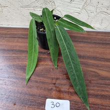 Load image into Gallery viewer, #30 Anthurium Pallidiflorum