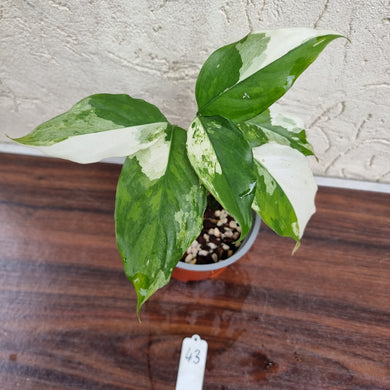 #43 Aglaonema Modestum Variegatum