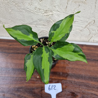 #612 Aglaonema Modestum Medio Pictum / Shingii