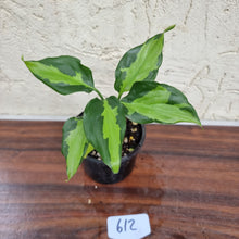 Load image into Gallery viewer, #612 Aglaonema Modestum Medio Pictum / Shingii