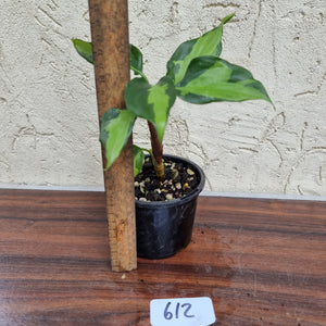 #612 Aglaonema Modestum Medio Pictum / Shingii