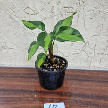 Load image into Gallery viewer, #612 Aglaonema Modestum Medio Pictum / Shingii