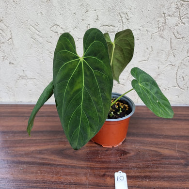 #10 Anthurium Papillilaminum x