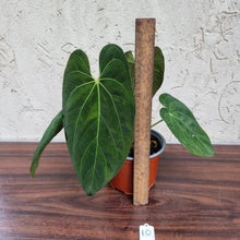 Load image into Gallery viewer, #10 Anthurium Papillilaminum x