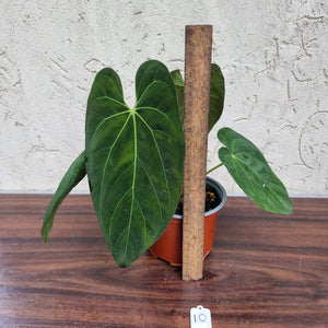 #10 Anthurium Papillilaminum x