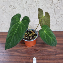 Load image into Gallery viewer, #10 Anthurium Papillilaminum x