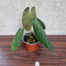 Load image into Gallery viewer, #10 Anthurium Papillilaminum x