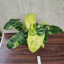 Load image into Gallery viewer, #20 Variegated Philodendron Burle Marx