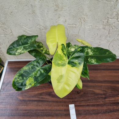 #20 Variegated Philodendron Burle Marx
