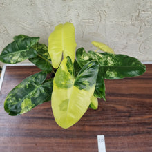 Load image into Gallery viewer, #20 Variegated Philodendron Burle Marx