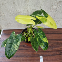 Load image into Gallery viewer, #20 Variegated Philodendron Burle Marx