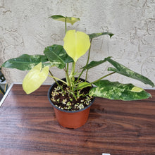 Load image into Gallery viewer, #20 Variegated Philodendron Burle Marx