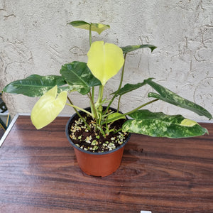 #20 Variegated Philodendron Burle Marx