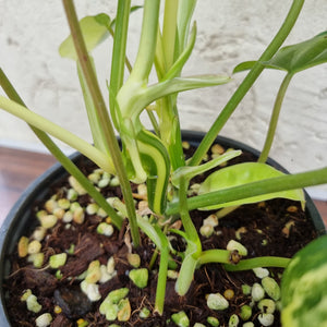 #20 Variegated Philodendron Burle Marx