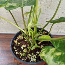 Load image into Gallery viewer, #20 Variegated Philodendron Burle Marx