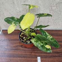 Load image into Gallery viewer, #20 Variegated Philodendron Burle Marx