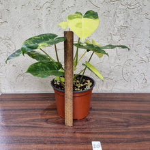 Load image into Gallery viewer, #20 Variegated Philodendron Burle Marx