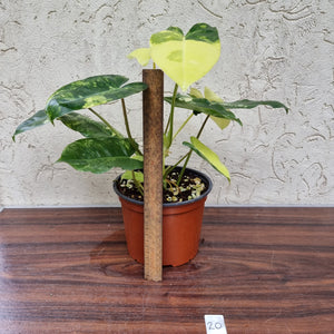 #20 Variegated Philodendron Burle Marx