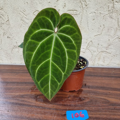 #106 Anthurium 'Black Sensation' x Crystallinum