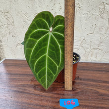 Load image into Gallery viewer, #106 Anthurium &#39;Black Sensation&#39; x Crystallinum
