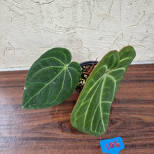 Load image into Gallery viewer, #106 Anthurium &#39;Black Sensation&#39; x Crystallinum