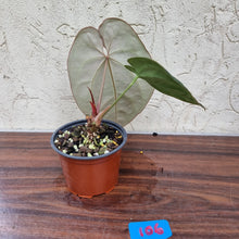 Load image into Gallery viewer, #106 Anthurium &#39;Black Sensation&#39; x Crystallinum