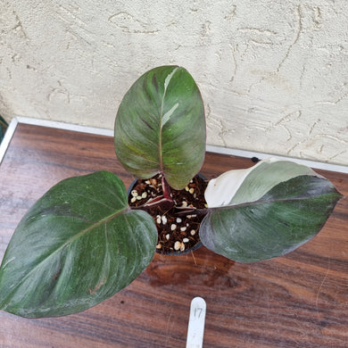 #17 Philodendron White Knight