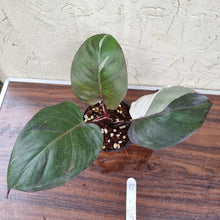 Load image into Gallery viewer, #17 Philodendron White Knight