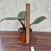 Load image into Gallery viewer, #17 Philodendron White Knight