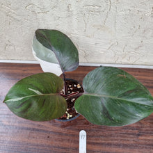 Load image into Gallery viewer, #17 Philodendron White Knight