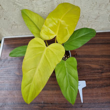 Load image into Gallery viewer, #C Philodendron Golden Erubescens