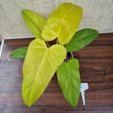 #C Philodendron Golden Erubescens